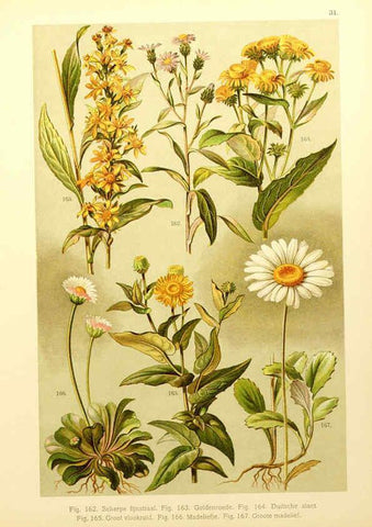 Reproducción/Reproduction 6436787747: Onze flora Zutphen,W.J. Thieme,1900
