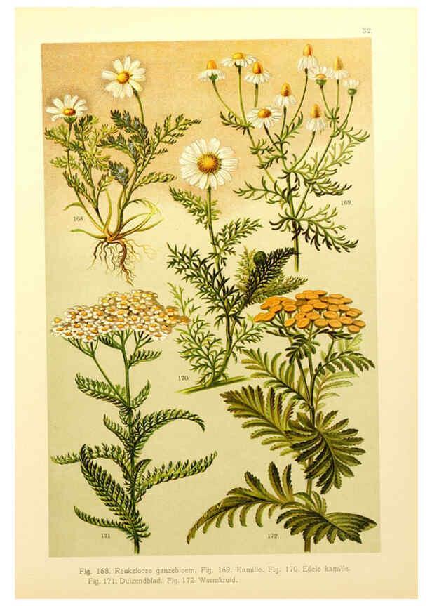 Reproducción/Reproduction 6436788187: Onze flora Zutphen,W.J. Thieme,1900