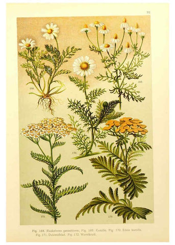 Reproducción/Reproduction 6436788187: Onze flora Zutphen,W.J. Thieme,1900