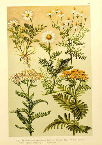 Reproducción/Reproduction 6436788187: Onze flora Zutphen,W.J. Thieme,1900