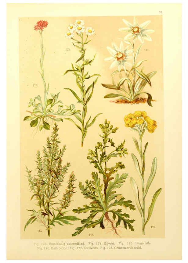 Reproducción/Reproduction 6436788753: Onze flora Zutphen,W.J. Thieme,1900