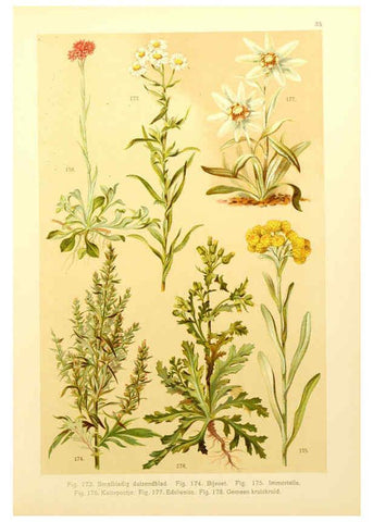 Reproducción/Reproduction 6436788753: Onze flora Zutphen,W.J. Thieme,1900