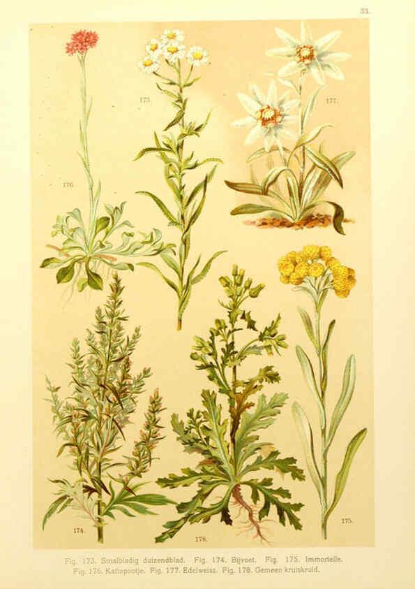Reproducción/Reproduction 6436788753: Onze flora Zutphen,W.J. Thieme,1900