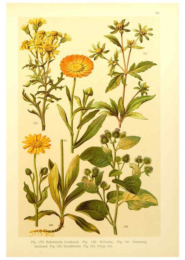 Reproducción/Reproduction 6436789309: Onze flora Zutphen,W.J. Thieme,1900