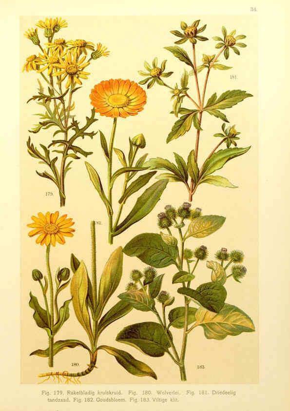 Reproducción/Reproduction 6436789309: Onze flora Zutphen,W.J. Thieme,1900