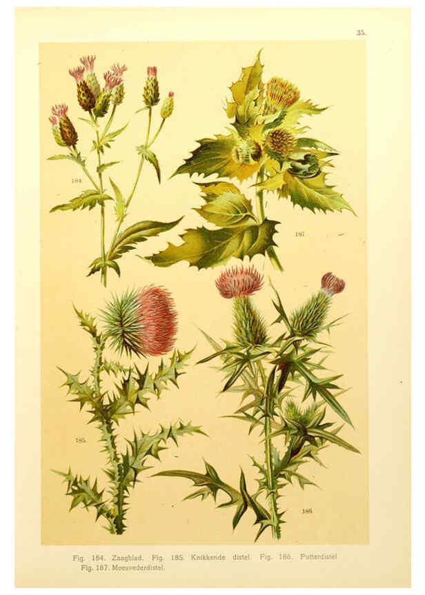 Reproducción/Reproduction 6436789705: Onze flora Zutphen,W.J. Thieme,1900