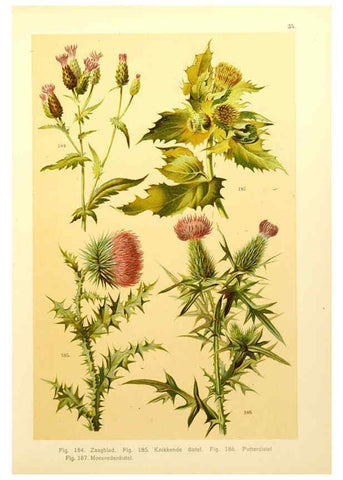 Reproducción/Reproduction 6436789705: Onze flora Zutphen,W.J. Thieme,1900