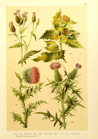 Reproducción/Reproduction 6436789705: Onze flora Zutphen,W.J. Thieme,1900