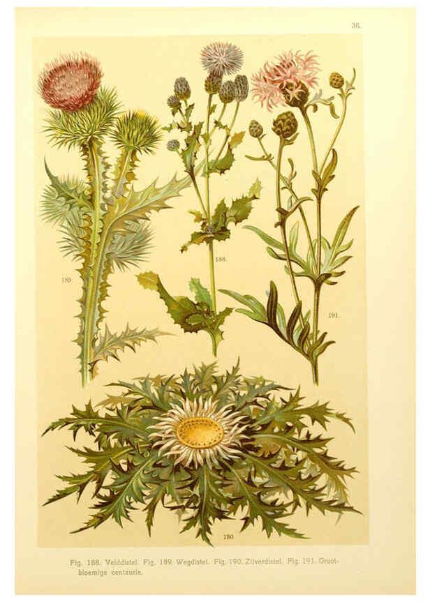 Reproducción/Reproduction 6436790279: Onze flora Zutphen,W.J. Thieme,1900