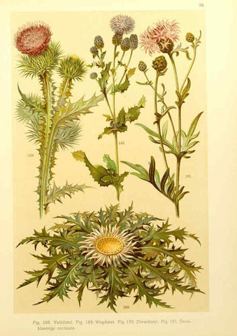 Reproducción/Reproduction 6436790279: Onze flora Zutphen,W.J. Thieme,1900
