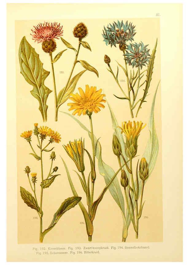 Reproducción/Reproduction 6436790691: Onze flora Zutphen,W.J. Thieme,1900