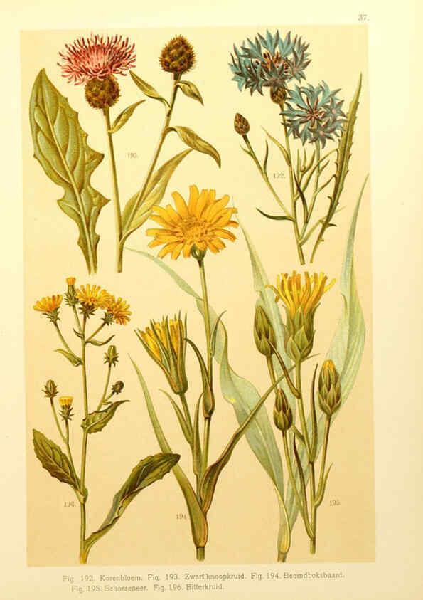 Reproducción/Reproduction 6436790691: Onze flora Zutphen,W.J. Thieme,1900