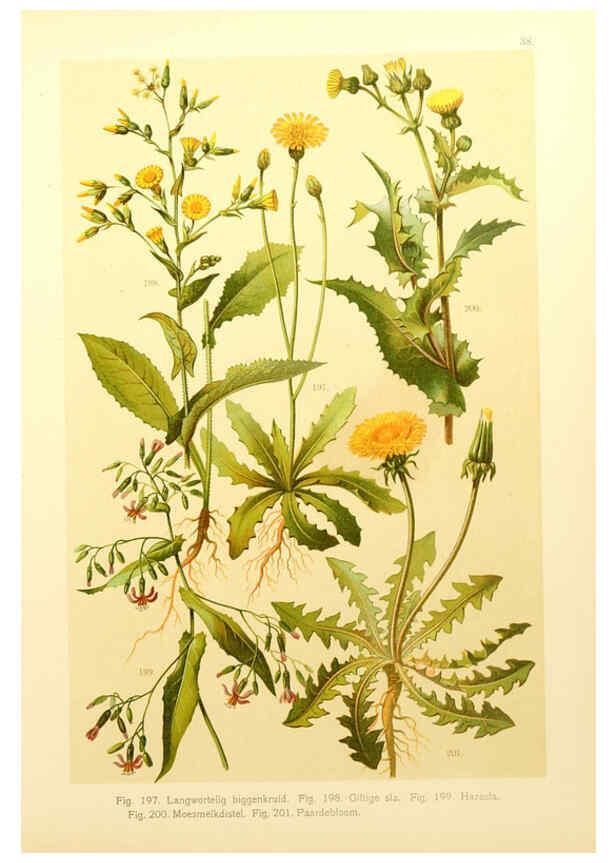 Reproducción/Reproduction 6436791137: Onze flora Zutphen,W.J. Thieme,1900