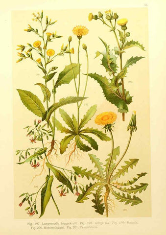 Reproducción/Reproduction 6436791137: Onze flora Zutphen,W.J. Thieme,1900