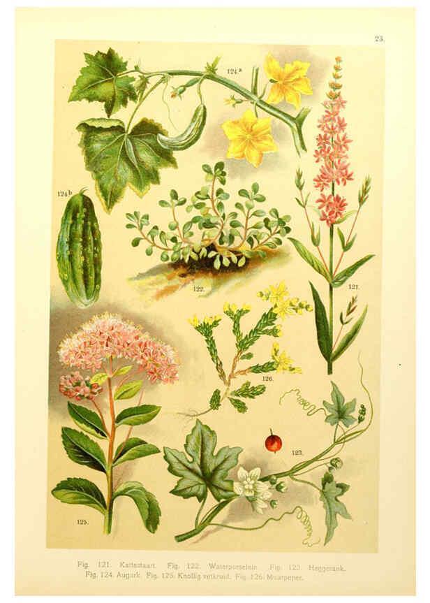 Reproducción/Reproduction 6436784025: Onze flora Zutphen,W.J. Thieme,1900