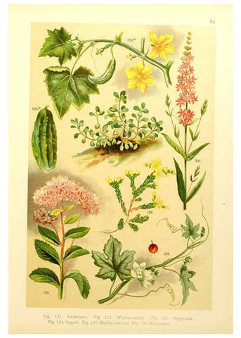 Reproducción/Reproduction 6436784025: Onze flora Zutphen,W.J. Thieme,1900