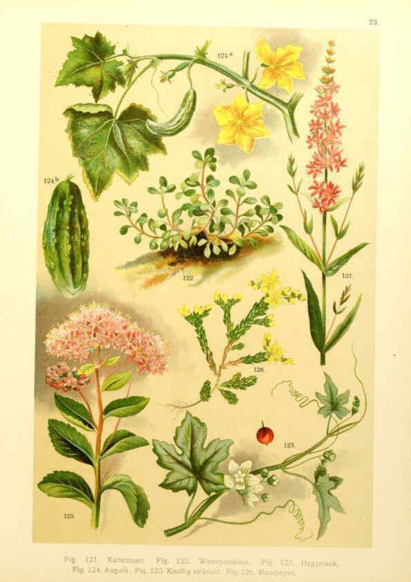 Reproducción/Reproduction 6436784025: Onze flora Zutphen,W.J. Thieme,1900
