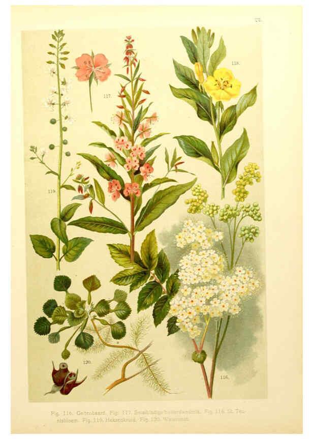 Reproducción/Reproduction 6436783647: Onze flora Zutphen,W.J. Thieme,1900