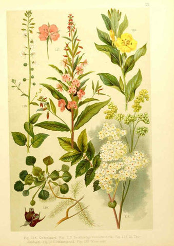 Reproducción/Reproduction 6436783647: Onze flora Zutphen,W.J. Thieme,1900