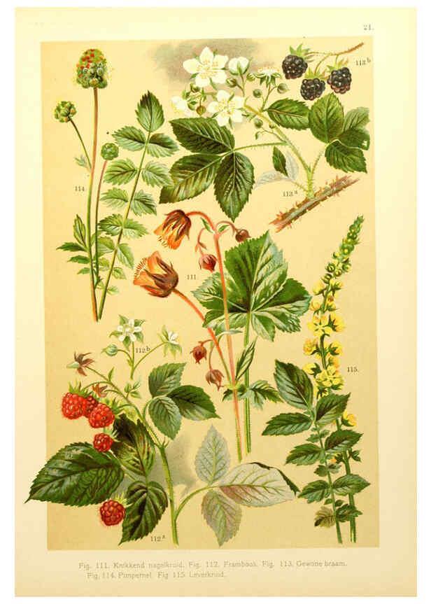 Reproducción/Reproduction 6436783261: Onze flora Zutphen,W.J. Thieme,1900