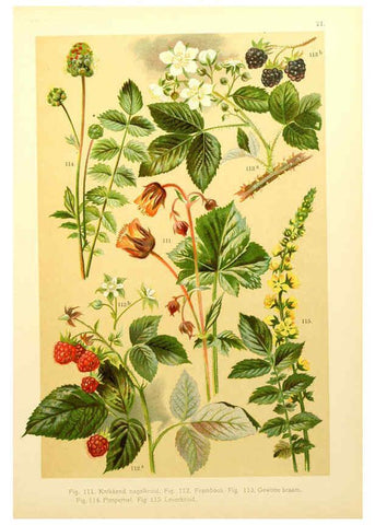 Reproducción/Reproduction 6436783261: Onze flora Zutphen,W.J. Thieme,1900