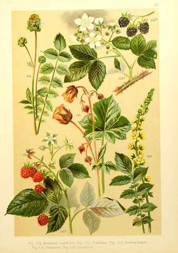 Reproducción/Reproduction 6436783261: Onze flora Zutphen,W.J. Thieme,1900