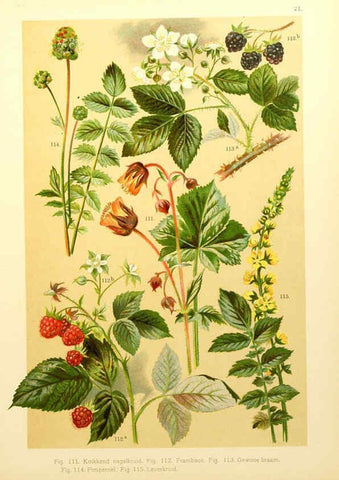 Reproducción/Reproduction 6436783261: Onze flora Zutphen,W.J. Thieme,1900