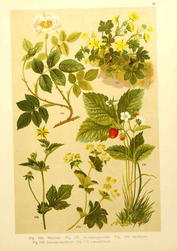 Reproducción/Reproduction 6436782637: Onze flora Zutphen,W.J. Thieme,1900