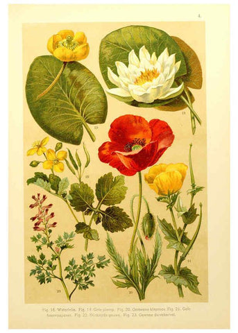 Reproducción/Reproduction 6436774265: Onze flora Zutphen,W.J. Thieme,1900