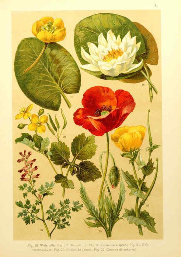 Reproducción/Reproduction 6436774265: Onze flora Zutphen,W.J. Thieme,1900
