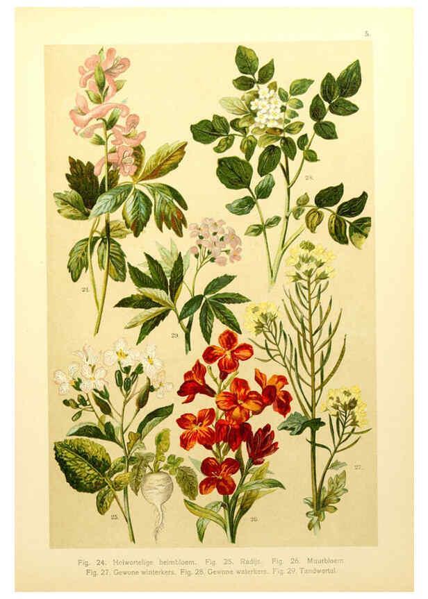 Reproducción/Reproduction 6436774743: Onze flora Zutphen,W.J. Thieme,1900