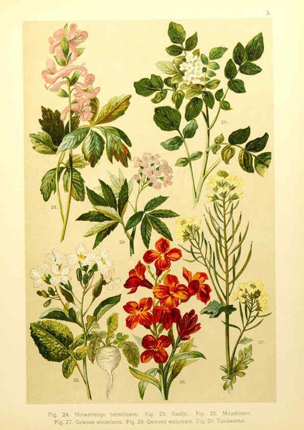 Reproducción/Reproduction 6436774743: Onze flora Zutphen,W.J. Thieme,1900