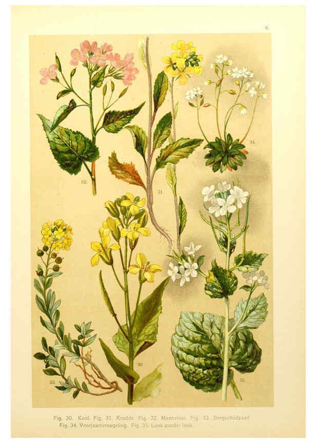 Reproducción/Reproduction 6436775329: Onze flora Zutphen,W.J. Thieme,1900