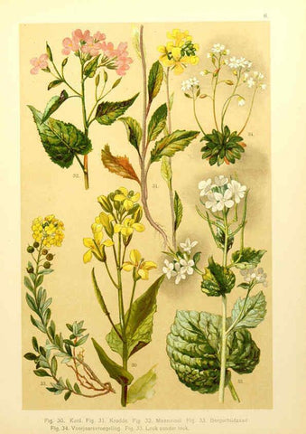 Reproducción/Reproduction 6436775329: Onze flora Zutphen,W.J. Thieme,1900