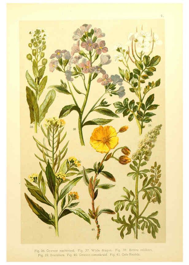 Reproducción/Reproduction 6436775853: Onze flora Zutphen,W.J. Thieme,1900
