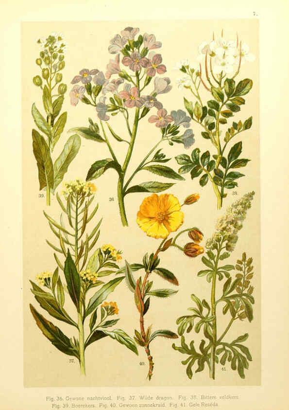 Reproducción/Reproduction 6436775853: Onze flora Zutphen,W.J. Thieme,1900