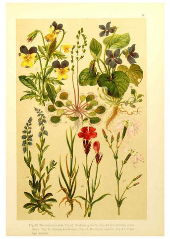 Reproducción/Reproduction 6436776461: Onze flora Zutphen,W.J. Thieme,1900