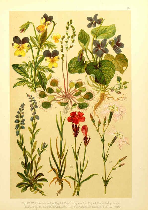 Reproducción/Reproduction 6436776461: Onze flora Zutphen,W.J. Thieme,1900