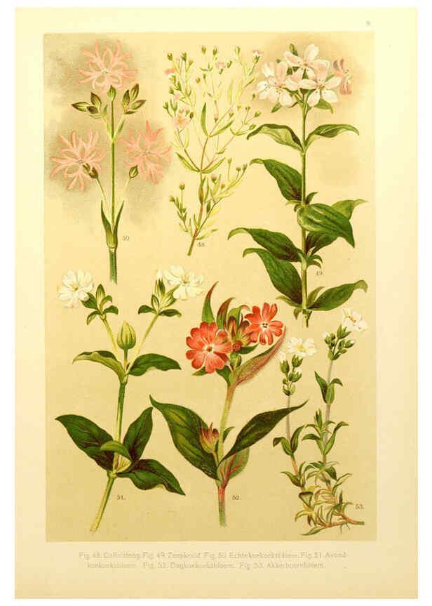 Reproducción/Reproduction 6436776891: Onze flora Zutphen,W.J. Thieme,1900