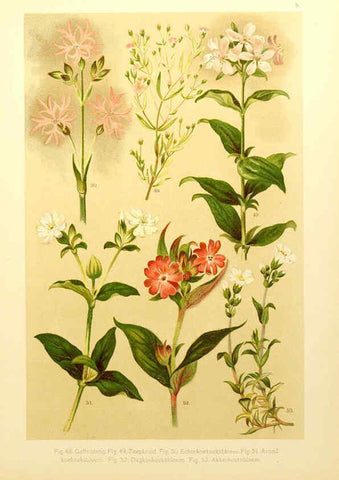 Reproducción/Reproduction 6436776891: Onze flora Zutphen,W.J. Thieme,1900