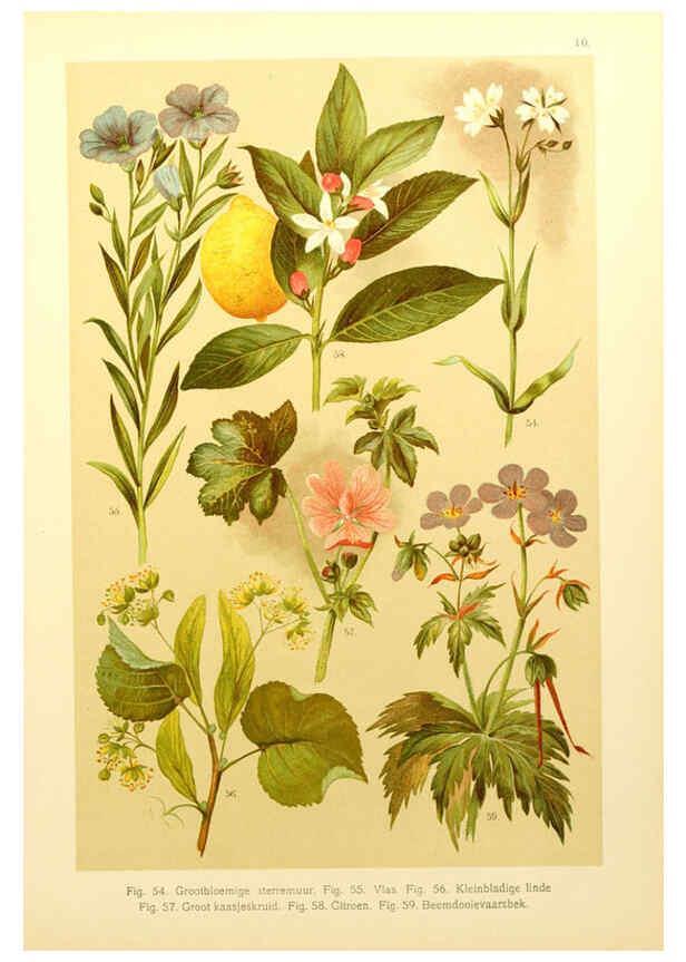 Reproducción/Reproduction 6436777451: Onze flora Zutphen,W.J. Thieme,1900