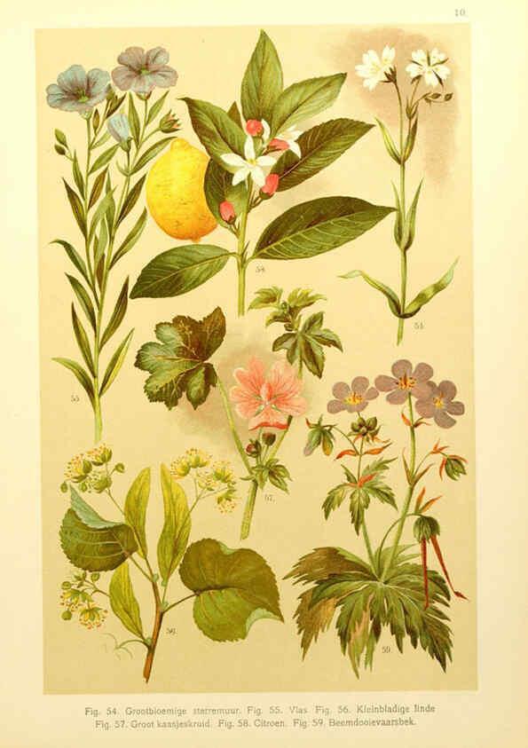 Reproducción/Reproduction 6436777451: Onze flora Zutphen,W.J. Thieme,1900