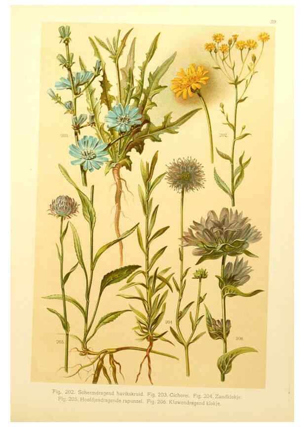 Reproducción/Reproduction 6436791547: Onze flora Zutphen,W.J. Thieme,1900