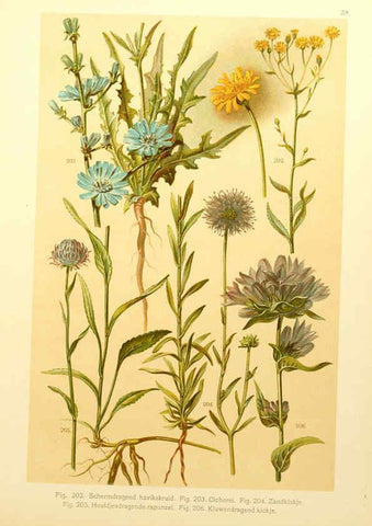 Reproducción/Reproduction 6436791547: Onze flora Zutphen,W.J. Thieme,1900