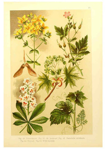 Reproducción/Reproduction 6436777909: Onze flora Zutphen,W.J. Thieme,1900