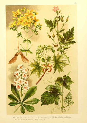 Reproducción/Reproduction 6436777909: Onze flora Zutphen,W.J. Thieme,1900