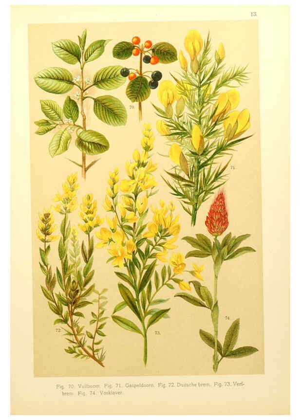 Reproducción/Reproduction 6436778847: Onze flora Zutphen,W.J. Thieme,1900