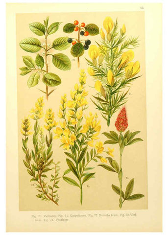 Reproducción/Reproduction 6436778847: Onze flora Zutphen,W.J. Thieme,1900