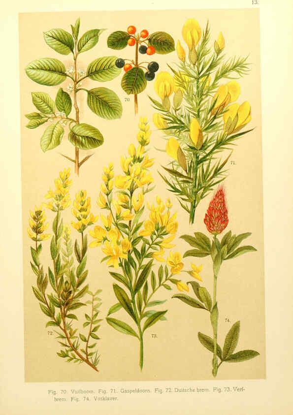 Reproducción/Reproduction 6436778847: Onze flora Zutphen,W.J. Thieme,1900