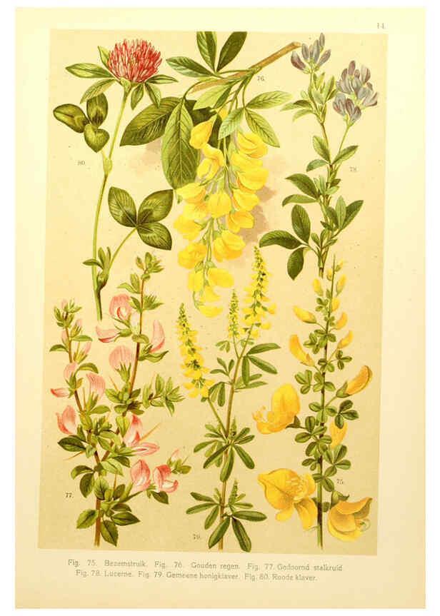 Reproducción/Reproduction 6436779389: Onze flora Zutphen,W.J. Thieme,1900
